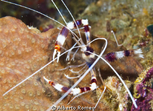 Sea crayfish Stenophus ispidus by Alberto Romeo 